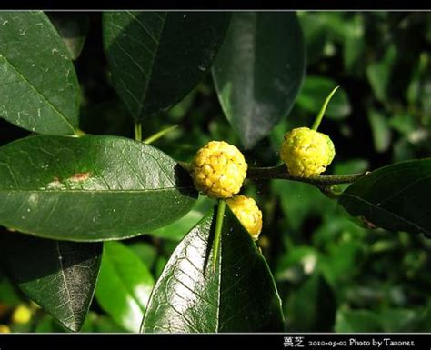 凹頭畏芝|葨芝:形態特徵,生長環境,分布範圍,主要價值,記載,